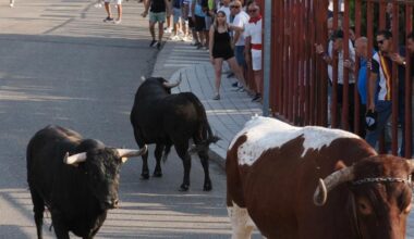 un ganadero sufre una cogida