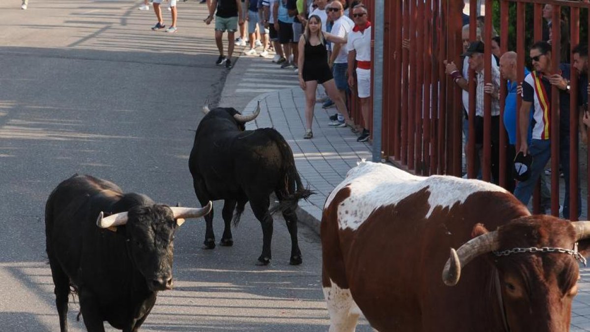 un ganadero sufre una cogida