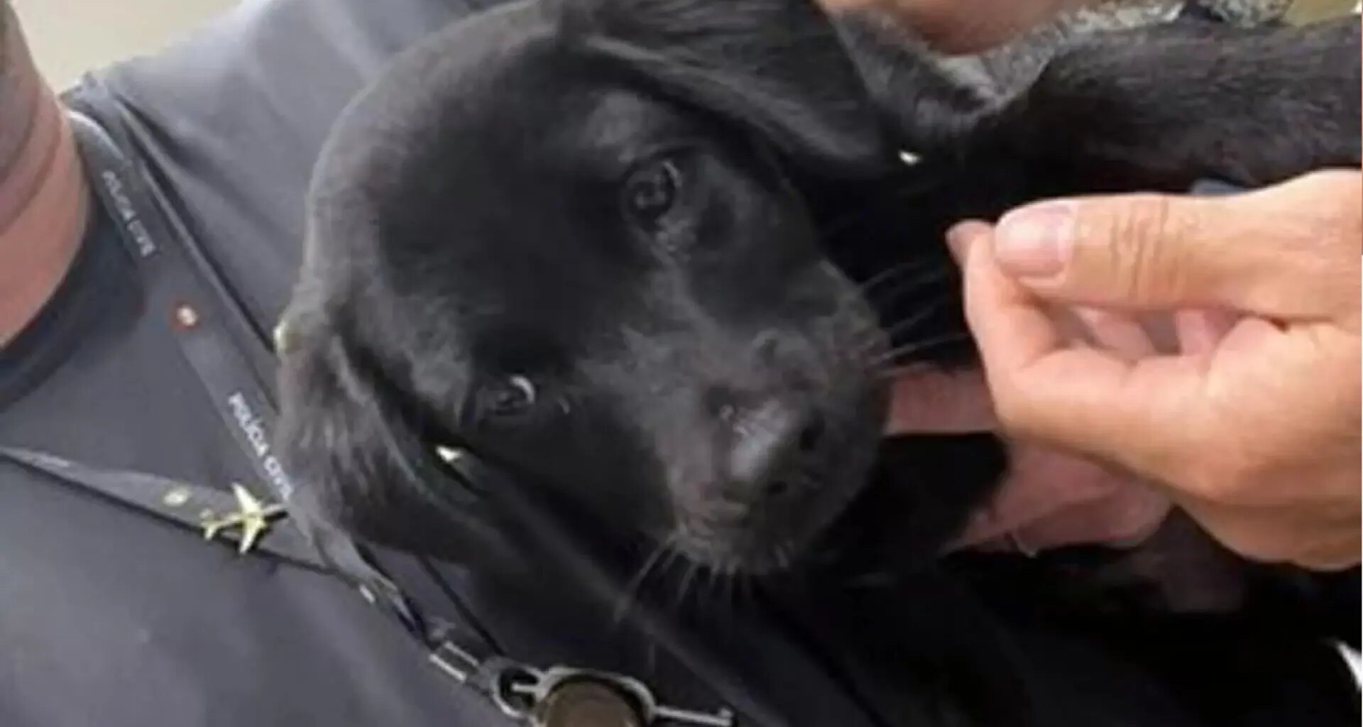 Detenido por abandonar a su perro en el aeropuerto porque le negaron el embarque con el animal
