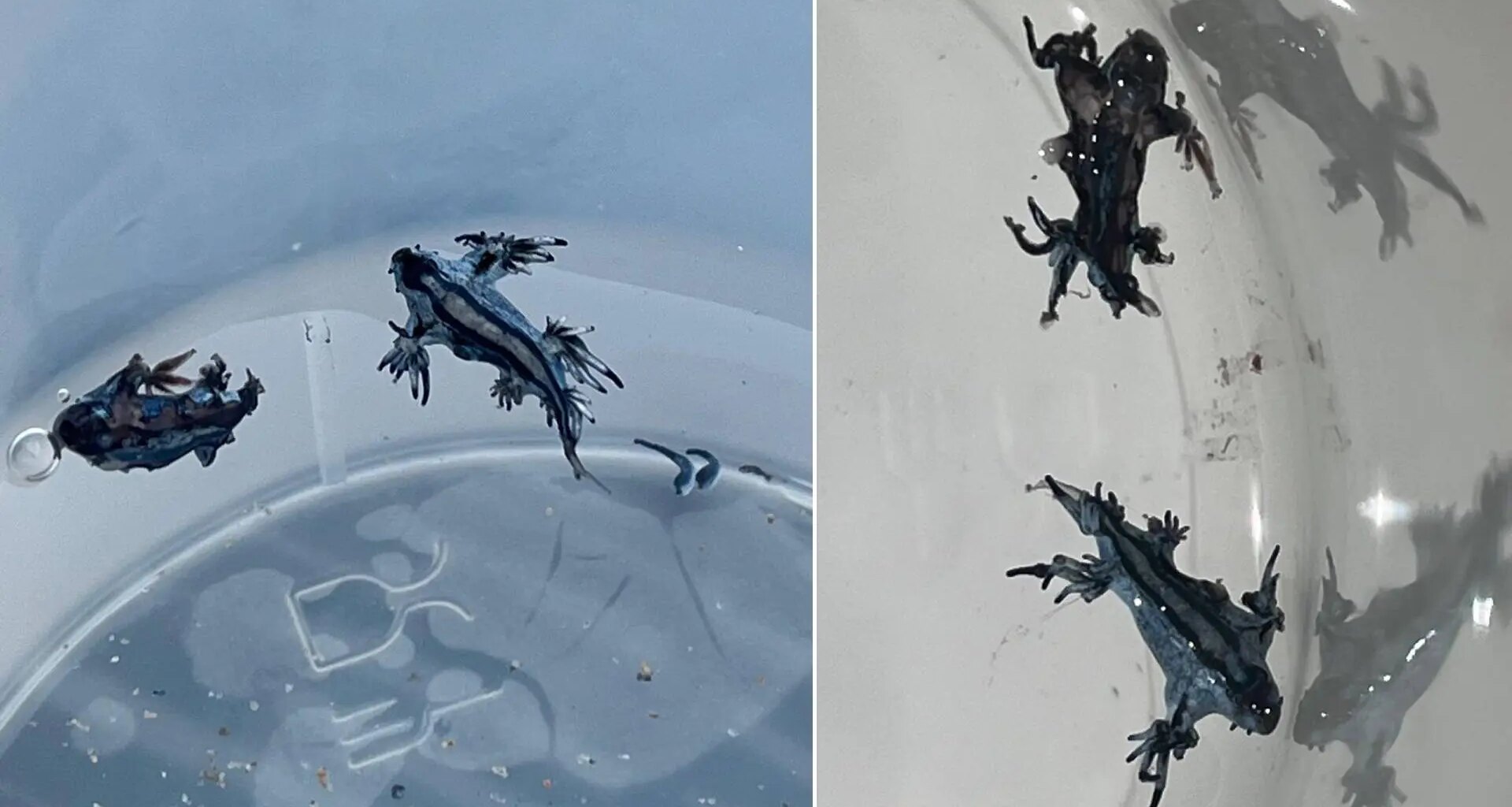 Hallan nuevos dragones azules venenosos en playas de Alicante: "No los toques, ni con guantes" - 20Minutos