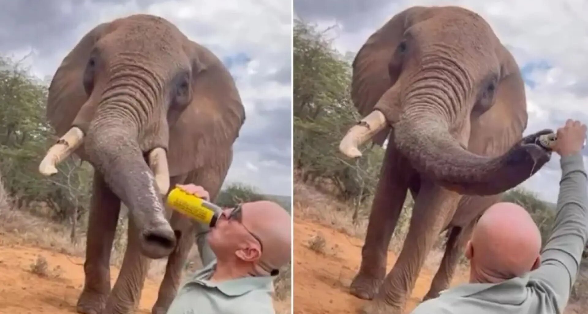 Un español le da cerveza a un elefante en Kenia y desata las críticas: "Este comportamiento es inaceptable"