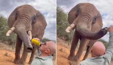 Un español le da cerveza a un elefante en Kenia y desata las críticas: "Este comportamiento es inaceptable"