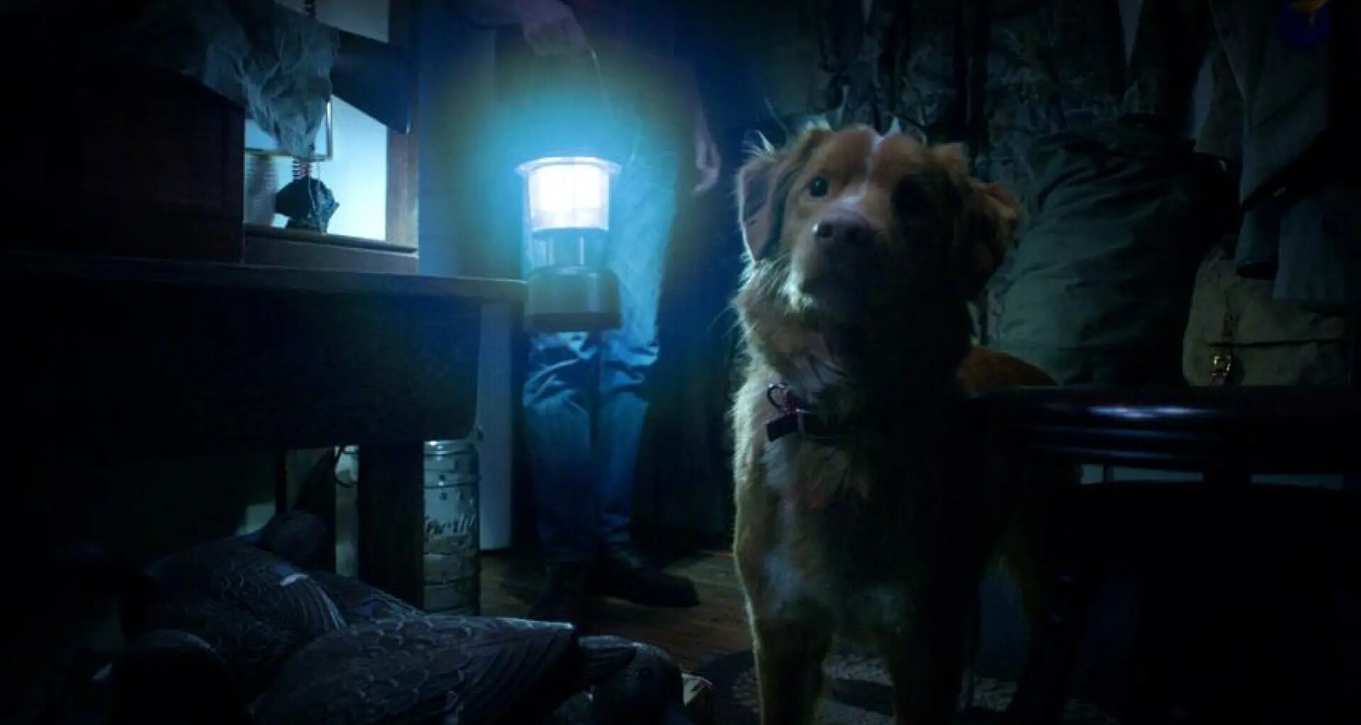 ¿El perro muere al final? La duda que ha cambiado el futuro de esta película de terror antes de estrenarse