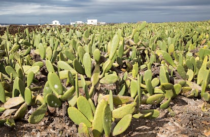 Cultivo de nopal en Lanzarote.