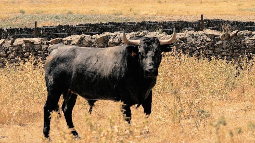 Los 'adolfos' regresan a Daimiel con gran expectación