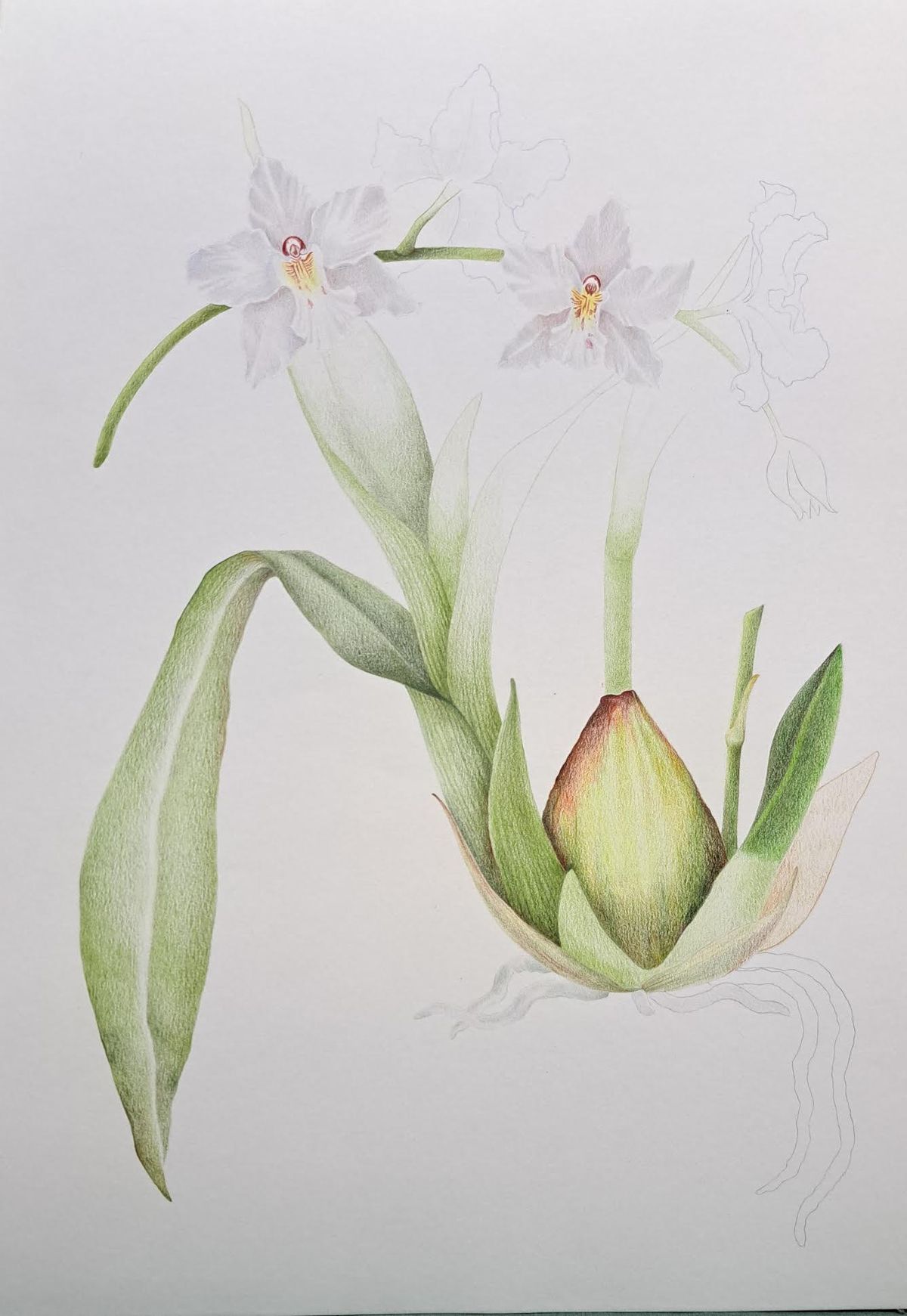 "Odontoglossum alexandrae", la ilustración con la que ganó el prestigioso certaen Carmen Rodríguez Villar.