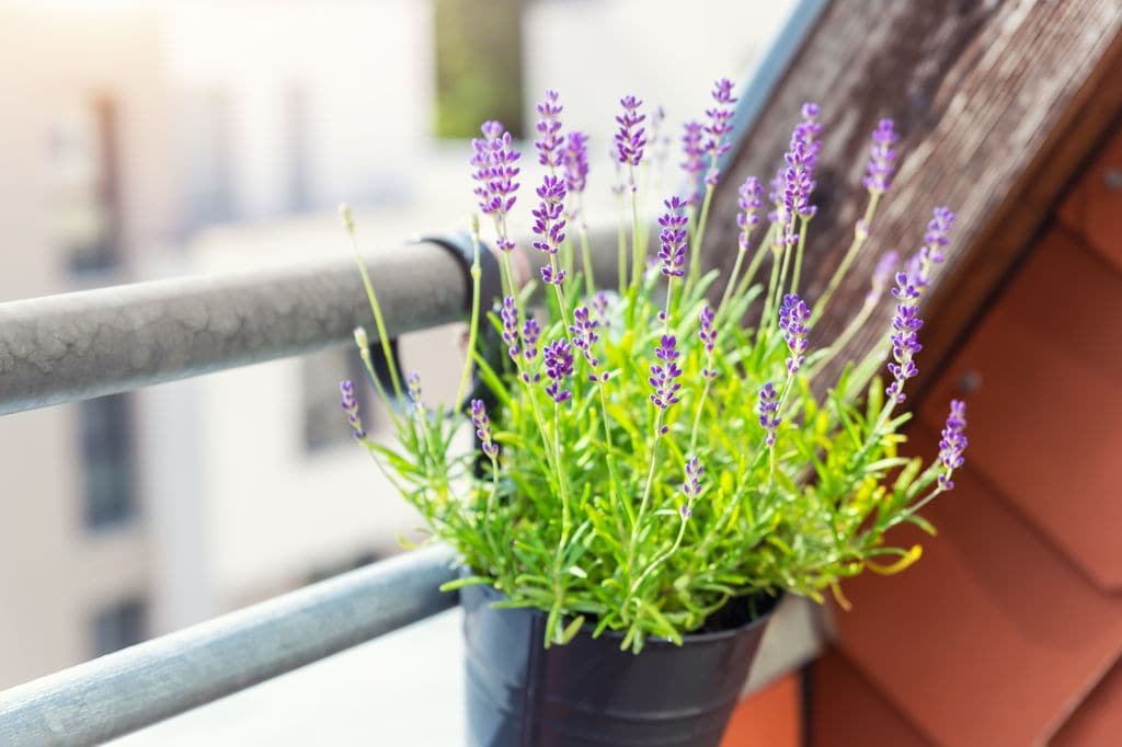 Lavanda en maceta en un balcón