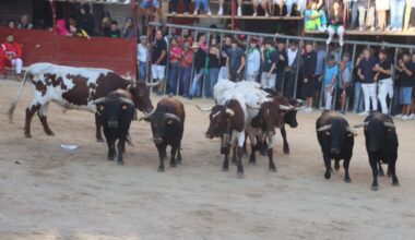Veloz primer encierro con reses de Rollanejo del Cubo de Don Sancho en Aldeadávila de la Ribera