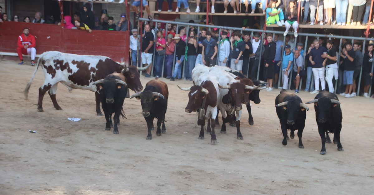 Veloz primer encierro con reses de Rollanejo del Cubo de Don Sancho en Aldeadávila de la Ribera