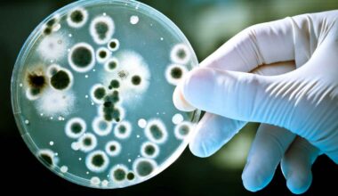 Las superbacterias causan cinco millones de muertes al año.
