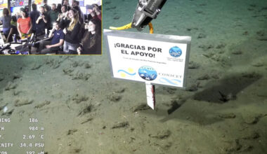 El "pulpo Dumbo" y la "estrella de mar culona" se despidieron del streaming del Conicet   | Finalizó la transmisión desde el Cañón Submarino Mar del Plata
