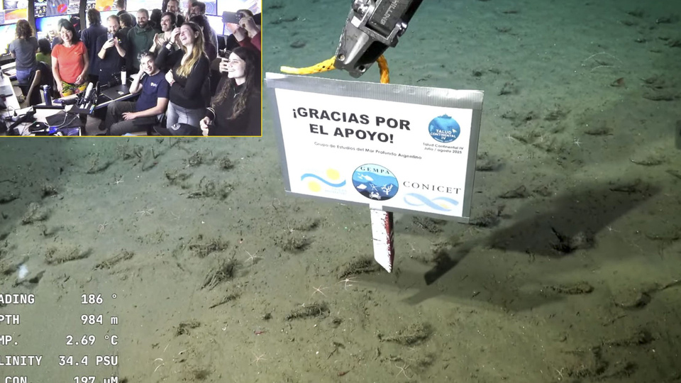 El "pulpo Dumbo" y la "estrella de mar culona" se despidieron del streaming del Conicet   | Finalizó la transmisión desde el Cañón Submarino Mar del Plata
