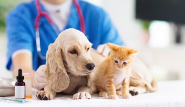 Veterinarios recomiendan reforzar revisiones, vacunación y desparasitación de perros y gatos tras el verano | Líder en Información Social