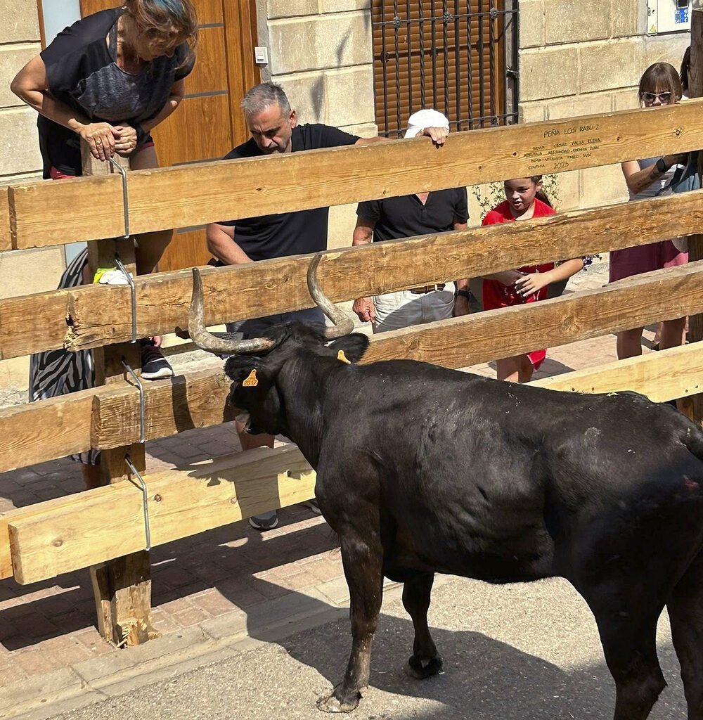 Torquemada cierra sus fiestas patronales sin incidentes en sus encierros