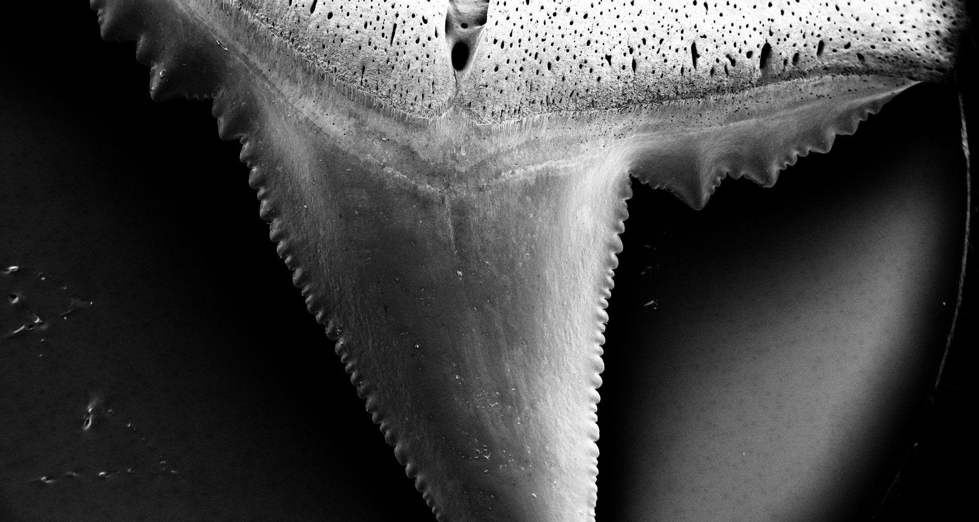 La acidificación de los océanos puede afectar a los dientes de los tiburones