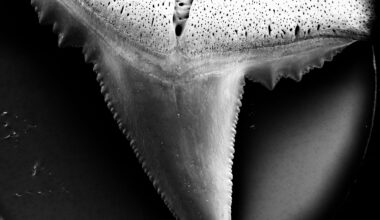 La acidificación de los océanos puede afectar a los dientes de los tiburones