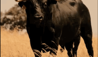 Los toros de Luis Rocha para este sábado en Figueira Da Foz