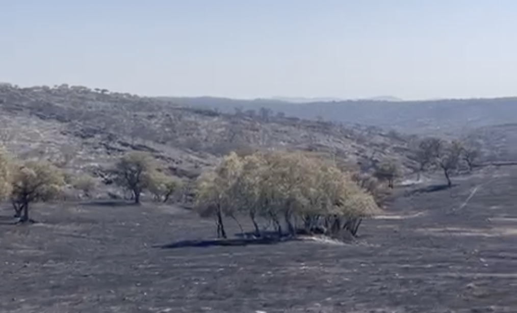 El fuego arrasa casi la totalidad de la finca Los Quintos de Jandilla