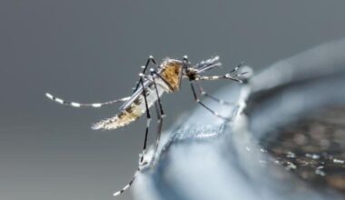 Virus chikungunya: causas, síntomas y tratamiento