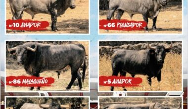 Ciudad Real: Los 'adolfos' vuelven a Daimiel este verano