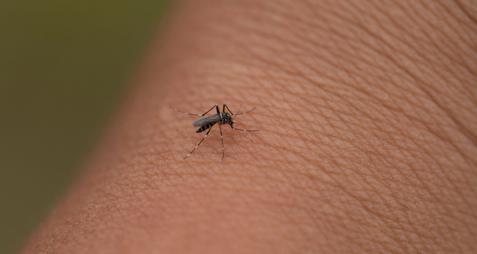 Brotes récord de enfermedades transmitidas por mosquitos