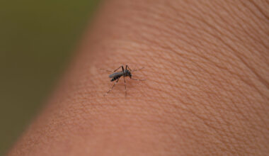 Brotes récord de enfermedades transmitidas por mosquitos
