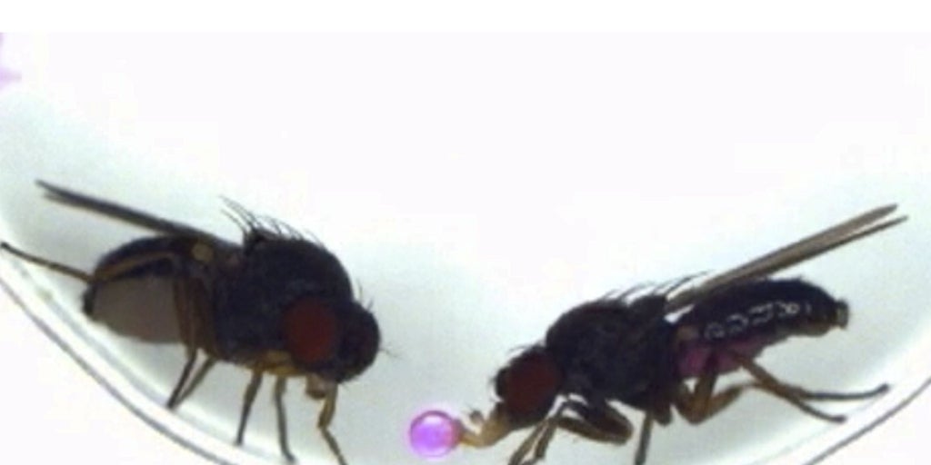 Un experimento con moscas abre la puerta a cambiar el comportamiento editando los genes