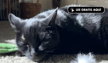 Un fármaco experimental controla tumores en gatos y podría ayudar a terapias humanas