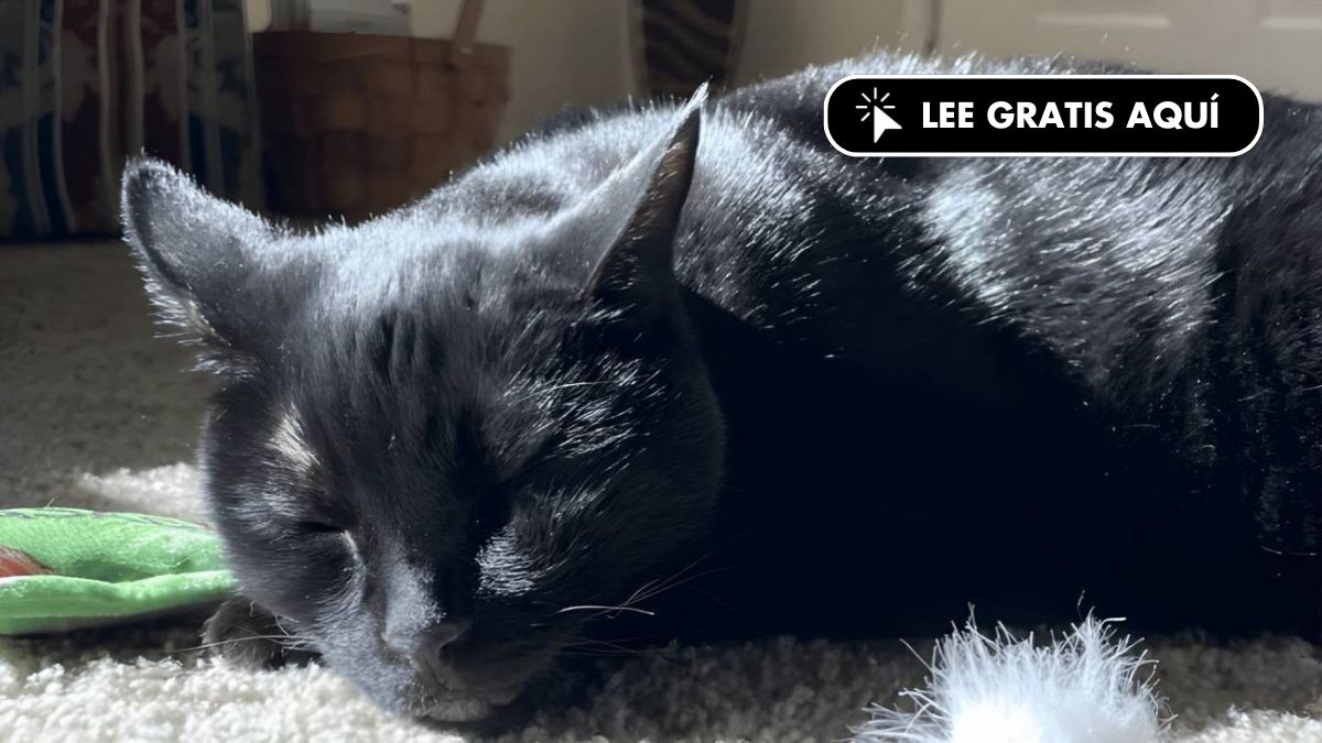 Un fármaco experimental controla tumores en gatos y podría ayudar a terapias humanas