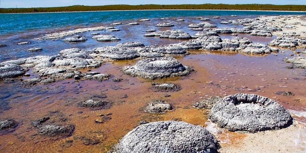surgió de forma espontánea en la Tierra primitiva