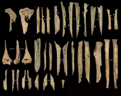 Parte de los huesos encontrados con marcas de cortes, cocción o mordeduras humanas. Los autores han usado técnicas forenses para identificarlas.