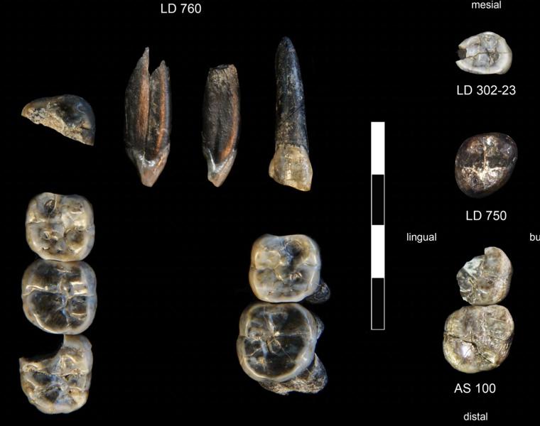 El hallazgo de una especie desconocida cambia la historia de la evolución humana