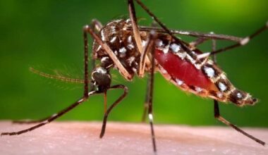 la enfermedad que transmiten mosquitos y que se extiende por el mundo, especialmente Europa y el Índico