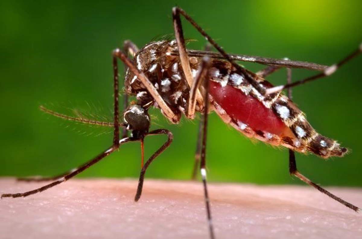 la enfermedad que transmiten mosquitos y que se extiende por el mundo, especialmente Europa y el Índico