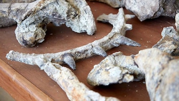 El dinosaurio presenta espinas óseas