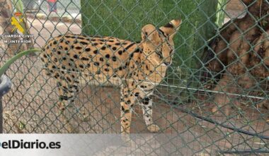 La Guardia Civil desmantela en Castellón un zoo privado clandestino con 150 animales exóticos