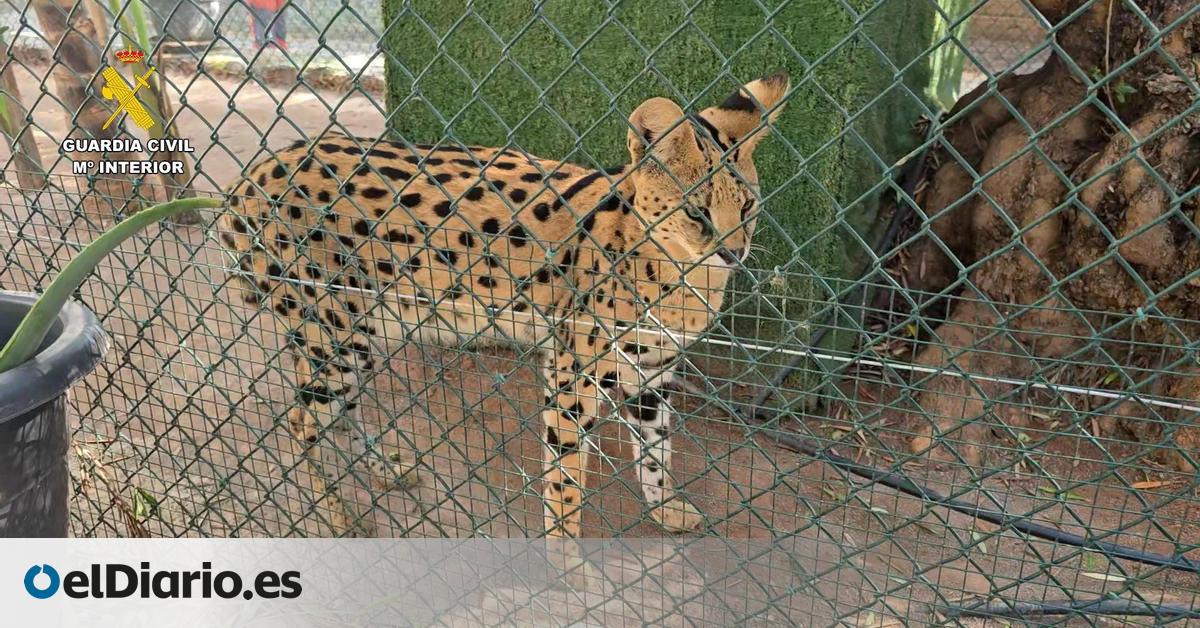 La Guardia Civil desmantela en Castellón un zoo privado clandestino con 150 animales exóticos