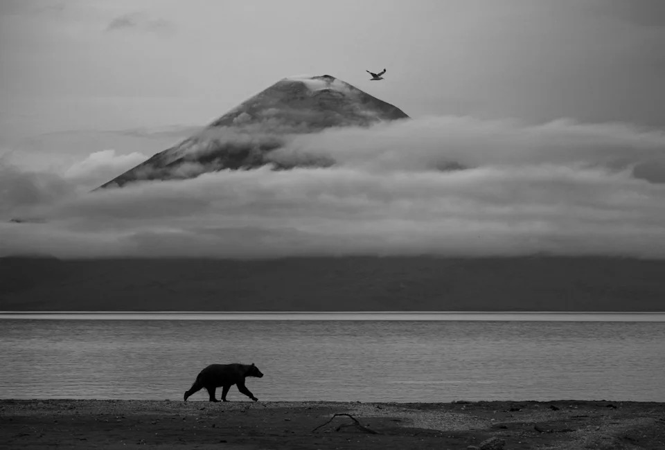 Un oso pardo camina por la orilla de un lago con el volcán Iliinsky a lo lejos. Una capa de nubes se arremolina alrededor de la cima del volcán al paso de una gaviota, alineada con la cima del volcán.
