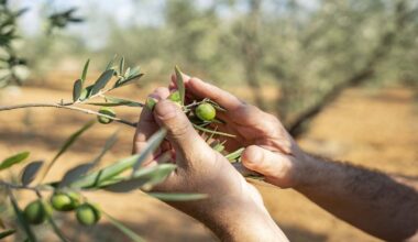COAG niega un impacto arancelario al subir las exportaciones de aceite de oliva a EEUU un 14%