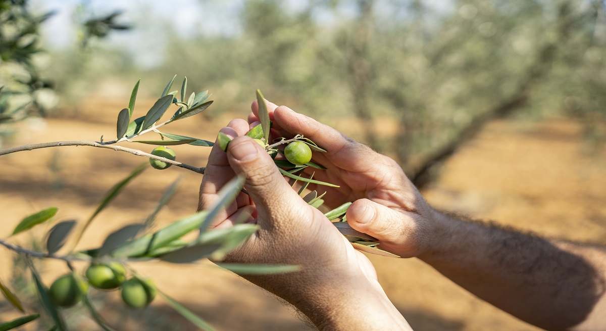 COAG niega un impacto arancelario al subir las exportaciones de aceite de oliva a EEUU un 14%