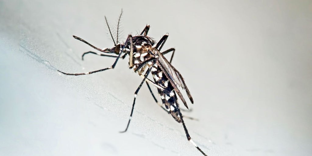 País Vasco refuerza la prevención tras confirmarse un caso autóctono de chikungunya en la localidad fronteriza de Hendaya
