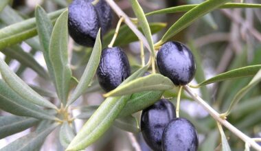Las propiedades del aceite de oliva que un estudio desvela que ayudan a los diabéticos