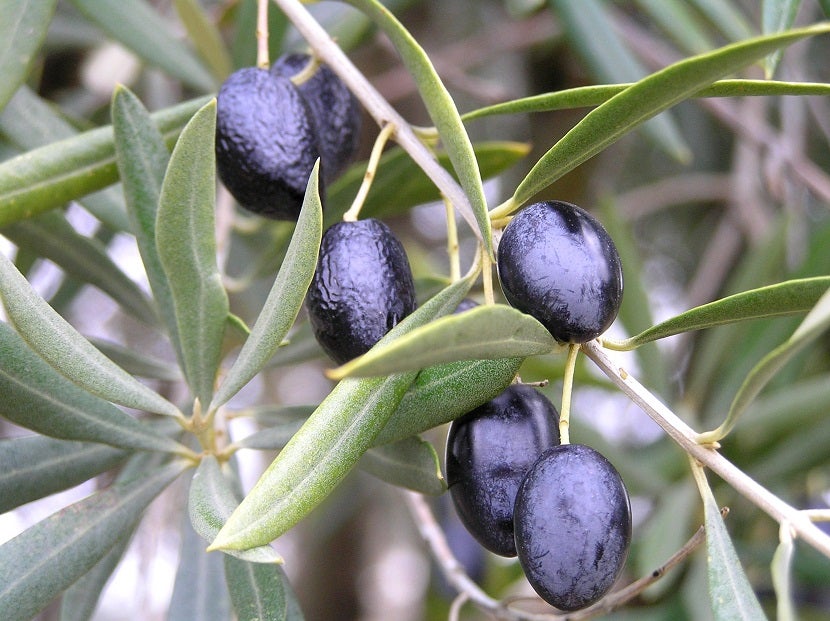 Las propiedades del aceite de oliva que un estudio desvela que ayudan a los diabéticos