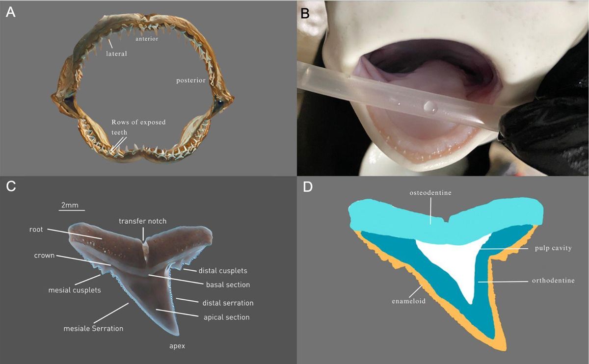 Morfología de los dientes de un tiburón