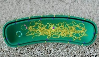 Reprograman bacterias para que «aprendan» a degradar plásticos sin ADN externo