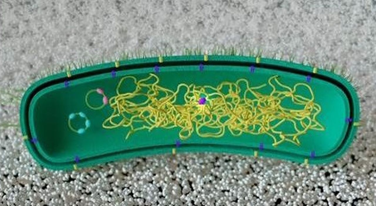 Reprograman bacterias para que «aprendan» a degradar plásticos sin ADN externo
