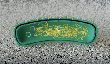 Reprograman bacterias para que ‘aprendan’ a degradar plásticos sin emplear ADN externo