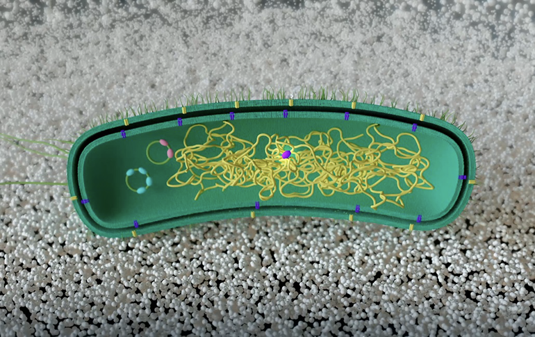 Reprograman bacterias para que ‘aprendan’ a degradar plásticos sin emplear ADN externo