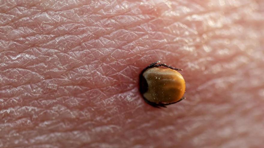 Las recomendaciones de Sanidad para protegerse ante las garrapatas este verano