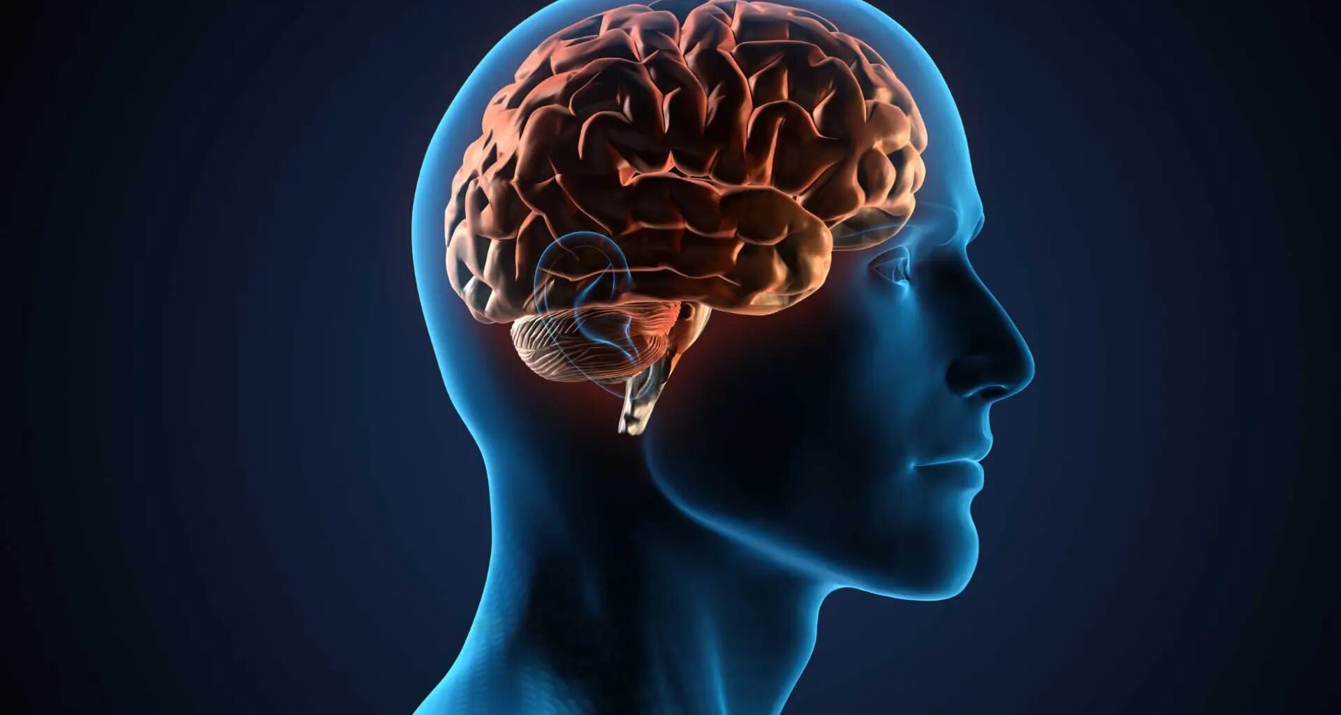 Descubren que el cerebro cuenta con un sistema para realizar los movimientos de las manos de manera sistemática